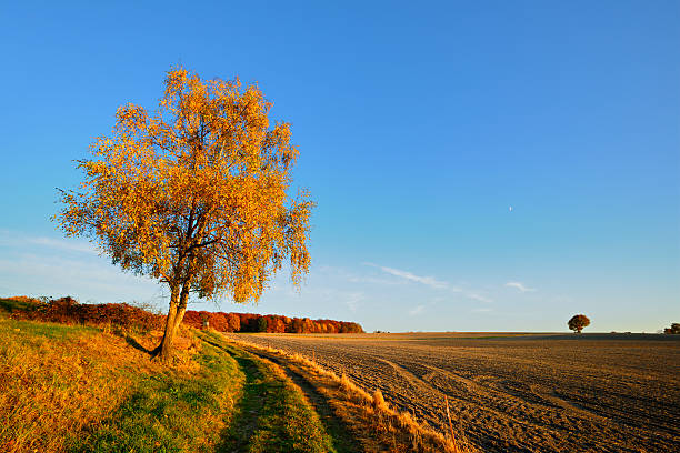 istock Blazing Birch Tree in Rural Autumn Landscape at Sunset 184947848