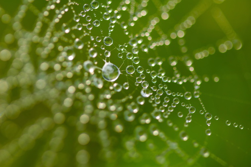 Beautiful cobweb with dew drops on grass in morning, closeup