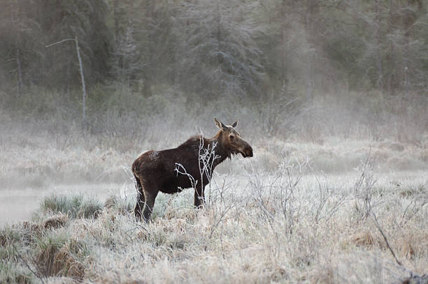 Moose in the Frost, Riding Mountain National Park, Manitoba "A moose stands by a brook on a frosty morning in Riding Mountain National Park, Manitoba.More of my moose, deer and elk photos can be found here:" riding mountain national park stock pictures, royalty-free photos & images