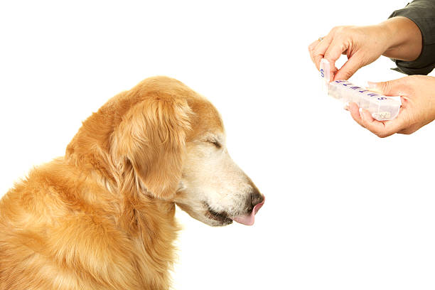 istock Dog Not Wanting to Take Medicine 184948238