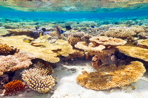 Coral Reef on Maldives with many tropical fish
