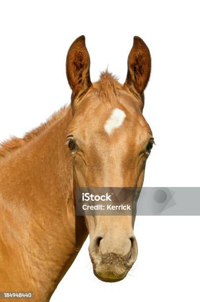 Warmblood Fohlen Stockfoto und mehr Bilder von Pferd - Pferd, Freisteller – Neutraler Hintergrund, Tierkopf