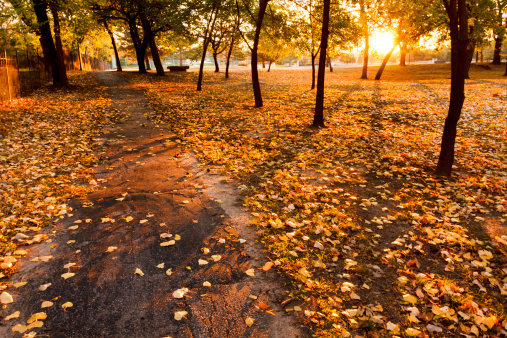 This serene walking path at sunrise in Autumn is lined with bright yellow fall leaves. Long shadows of the trees are cast from the rising sun, adding great lines and textures.