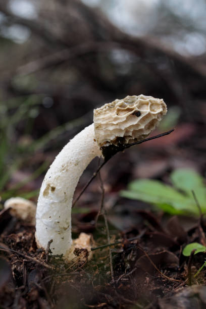 istock Phallus impudicus mushroom growing in a lush green forest 1849484617