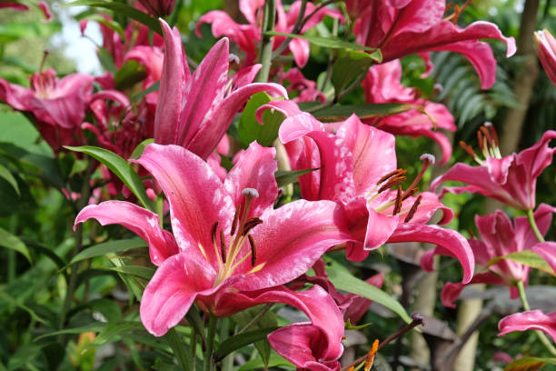 istock Hot pink Tree lily 'Pink Explosion'  in flower. 1849485642