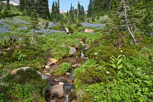 istock Creek Running Through an Alpine Meadow 184948616