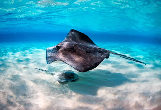 Two stingrays on the bottom of the sea.