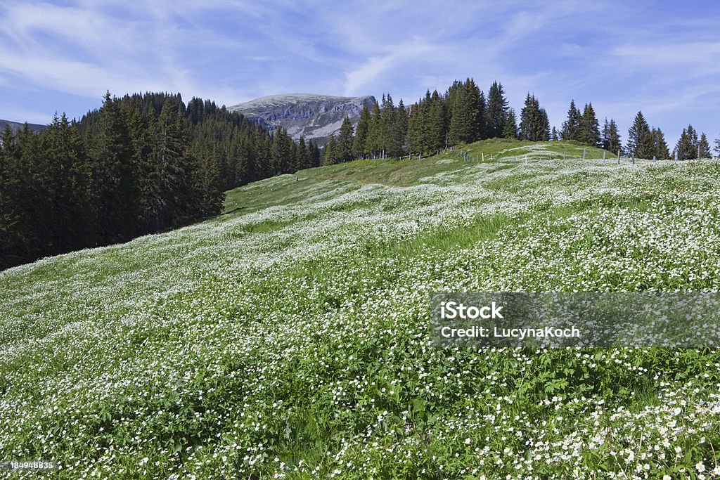 Bereich von Blumen - Lizenzfrei Agrarbetrieb Stock-Foto