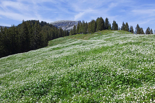 istock Field of flowers 184948835