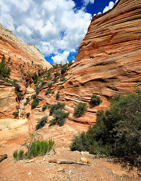 istock Wave rock formation, Zion National Park 184949052
