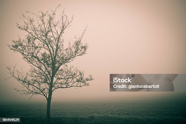 Niebla Día Foto de stock y más banco de imágenes de Aire libre - Aire libre, Arbolado, Belleza de la naturaleza