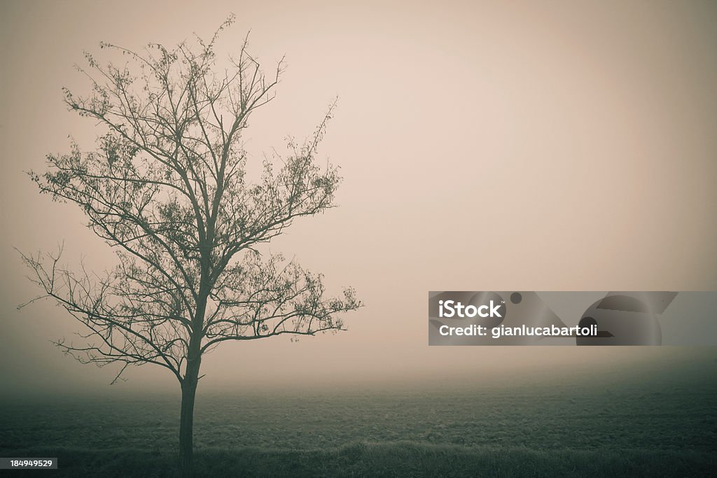 Foggy giorno - Foto stock royalty-free di Alberato