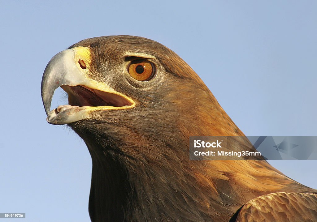 Яркая! Golden Eagle Портрет - Стоковые фото Агрессия роялти-фри