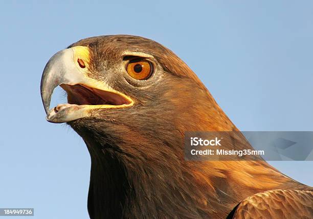 Яркая Golden Eagle Портрет — стоковые фотографии и другие картинки Агрессия - Агрессия, Без людей, Беркут