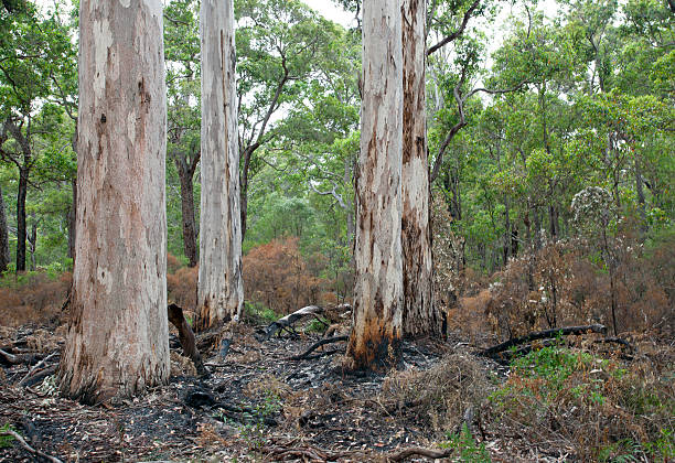 istock Karri forest in Western Australia with recent burn-off 184949874