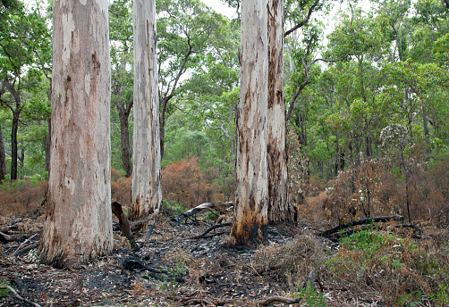 Karri forest near Margaret River. Fire authorities perform controlled burns to reduce the undergrowth and thus limit the damage from seasonal bushfires.