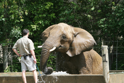 A selective focus shot of an elephant in a lake at the zoo in Taipei, Taiwan