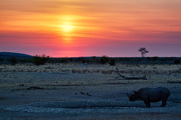 istock Rhino at a waterhole 184950317