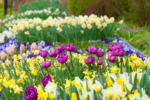 Close up of yellow tulips with copy space to left. CLICK FOR SIMILAR IMAGES AND LIGHTBOX WITH EASTER/SPRING IMAGES.