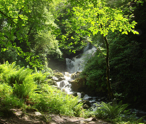 Cascade dans le Parc National de Killarney - Photo