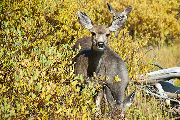 Mule Deer by the Lewis River The mule deer (Odocoileus hemionus), also called blacktail deer, is a species commonly seen throughout the Western USA. This deer was photographed while grazing by the Lewis River in Yellowstone National Park, Wyoming, USA. jeff goulden yellowstone national park stock pictures, royalty-free photos & images