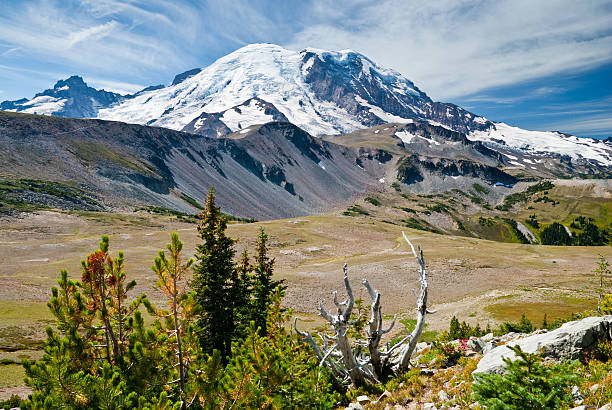 Alpine Tundra and Mount Rainier At 14,410' above sea level, Mount Rainier dominates the landscape of the Puget Sound region. Mount Rainier is the highest point in Washington State and is also the most glaciated mountain in the continental United States. This picture was taken from Sunrise Park in Mount Rainier National Park, Washington State, USA. jeff goulden mount rainier national park stock pictures, royalty-free photos & images