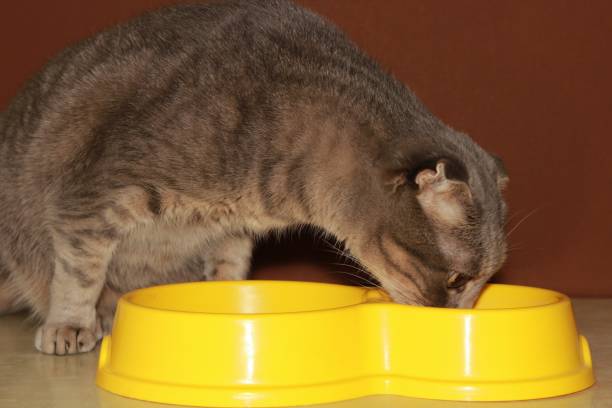 istock Domestic cat eating from a yellow bowl 1849508342