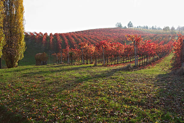 végétation luxuriante à lambrusco vineyard. castelvetro de modena. l'italie. - lambrusco photos et images de collection