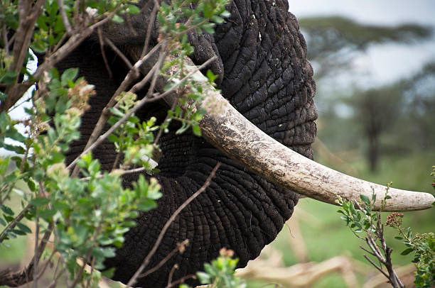 istock Closeup of wild elephant trunk and tusk 184950909