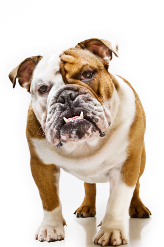 Retrato de Bulldog inglés fondo blanco photo