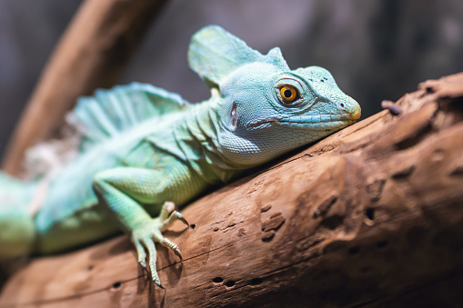 Portrait of a beautiful helmeted basilisk lizard resting on a branch.