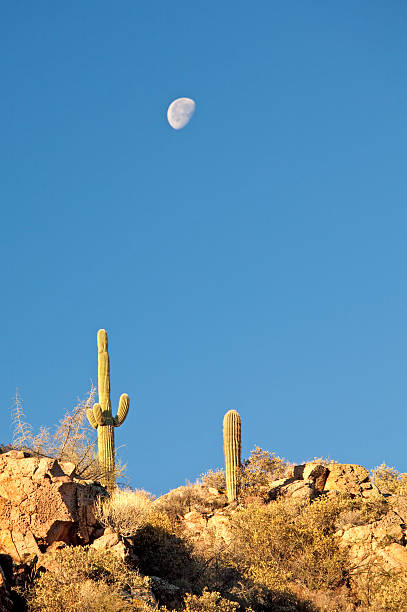 istock Saguaro Cacti in the Desert 184951105