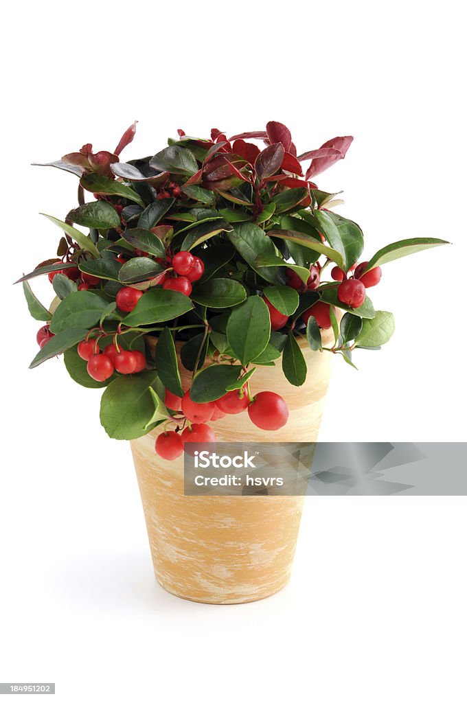 Pot of American wintergreen (Gaultheria procumbens) Scheinbeere "Flower pot of American wintergreen (Gaultheria procumbens). also known as eastern teaberry, checkerberry, boxberry, or American wintergreen on white background. In German: Niedere Scheinbeere." White Background Stock Photo