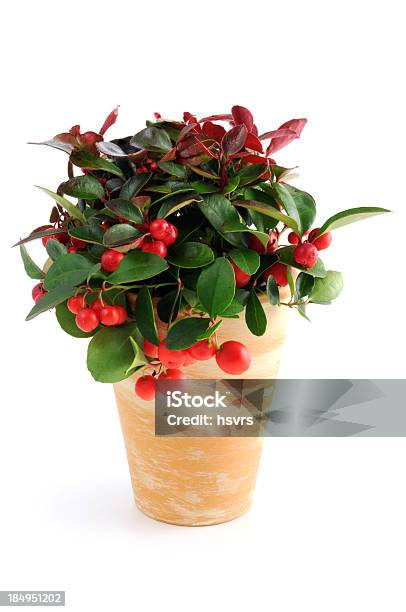 Pot Of American Wintergreen Scheinbeere Stock Photo - Download Image Now