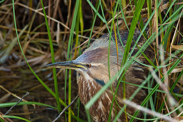 Bittern Hiding in the Grass The American Bittern (Botaurus lentiginosus) is a small member of the heron family. It is an uncommon resident of the Pacific Northwest and very hard to spot because of their natural camouflage and shy tendencies. This close-up of a bittern was photographed at the Nisqually National Wildlife Refuge near Olympia, Washington State, USA. jeff goulden national wildlife refuge stock pictures, royalty-free photos & images