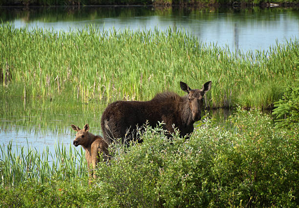 Moose and Calf at Riding Mountain National Park "A moose and her calf stand beside a pond at Riding Mountain National Park.More of my moose, deer and elk photos can be found here:" creighton stock pictures, royalty-free photos & images