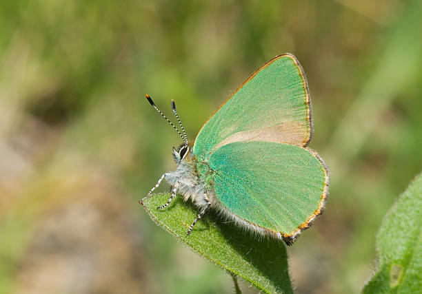 Emerald swallowtail butterfly sitting on a leaf with a green out of focus background.