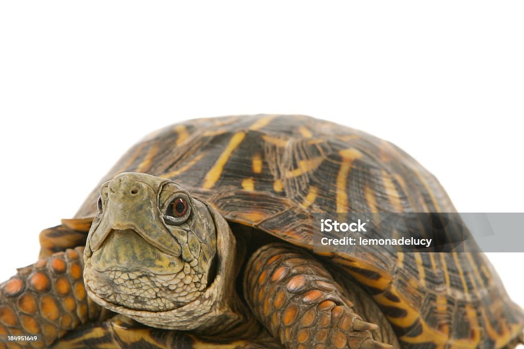 Turtle - Lizenzfrei Ausgedörrt Stock-Foto