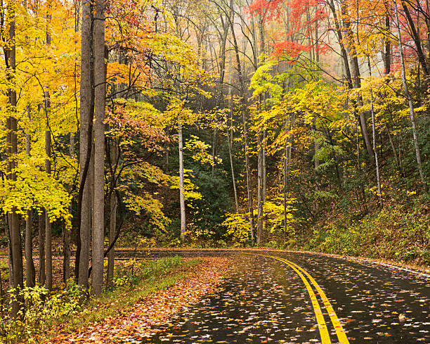 Smoky Mountain Autumn Roads Series Dazzling fall foliage in the Smoky Mountains. tremont stock pictures, royalty-free photos & images