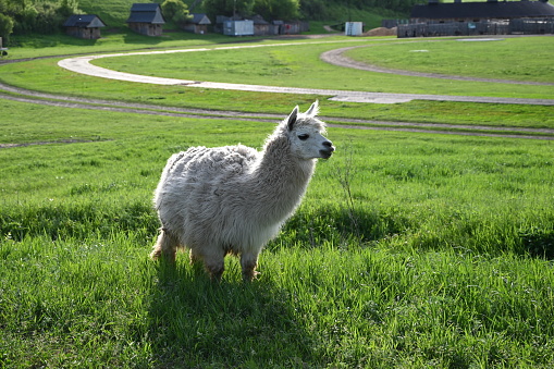 Lama in the reserve