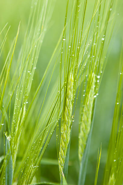 Ears of wheat with water drops
