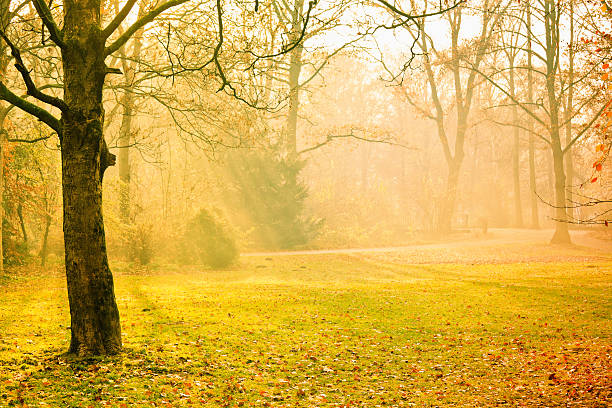 istock Beautiful Park in Autumn with Sunrays 184951931