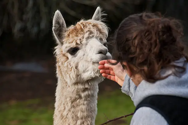 The Alpaca (Vicugna Pacos) is a species of South American camelid. They descended from the vicuña and is similar to, and often confused with, the llama. Alpacas are often noticeably smaller than llamas and their ears are pointy rather than curved. The two animals are closely related and can be cross-bred. Alpacas were bred for their wool which is similar to sheep's wool. This alpaca was living on a farm in Edgewood, Washington State, USA.