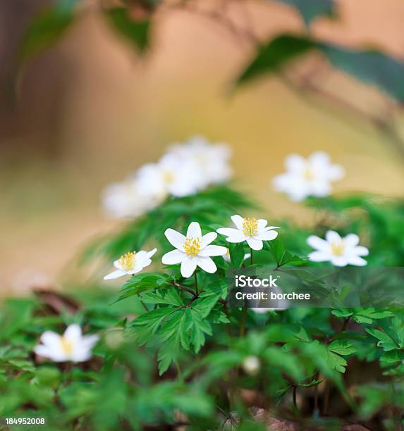 Windflowers - Fotografias de stock e mais imagens de Anemone Coronaria - Anemone Coronaria, Anémona - Família do ranúnculo, Anémona dos bosques