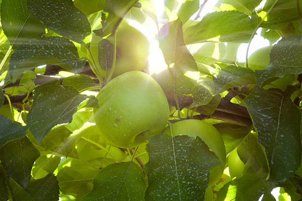 mele verdi alla luce del sole - crop sprayer granny smith apple insecticide apple orchard foto e immagini stock