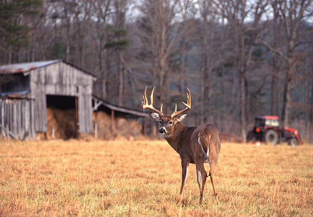 Whitetail Buck on Farm A whitetail buck wanders through a farm field. TN. white tail deer stock pictures, royalty-free photos & images