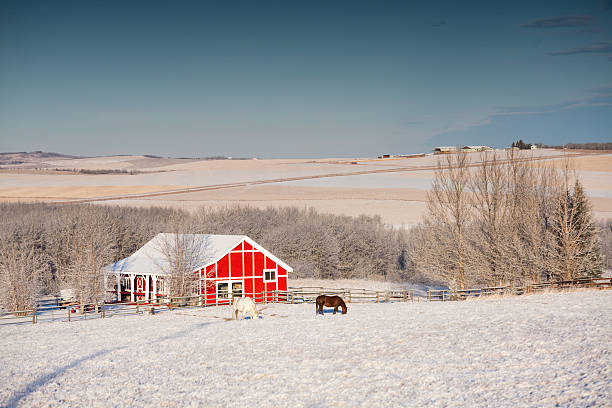 caballos de pastoreo en invierno - okotoks fotografías e imágenes de stock