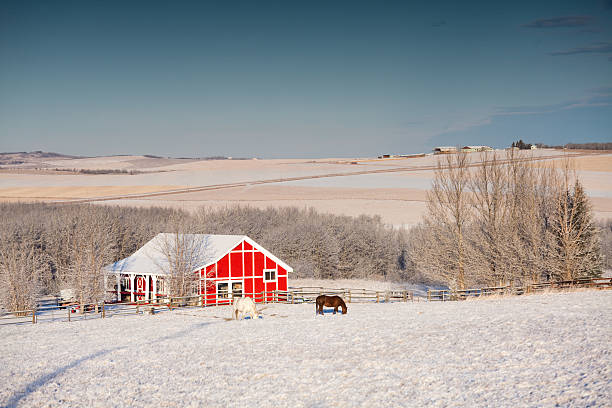 Horses Grazing in Winter