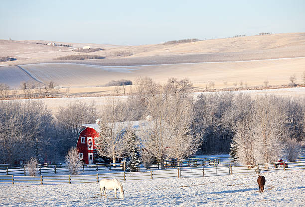 istock Horses Grazing in Winter 184952335