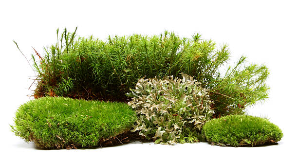 moss - cespuglio foto e immagini stock